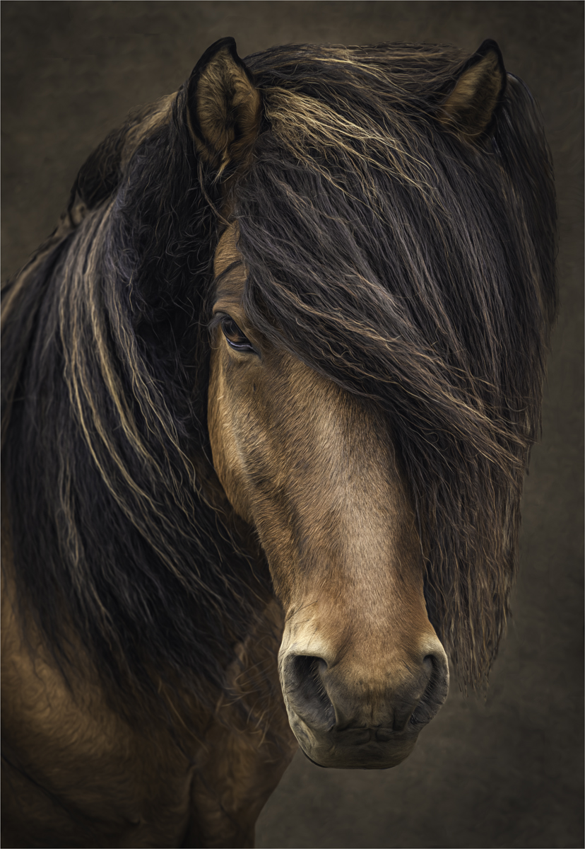Icelandic horse